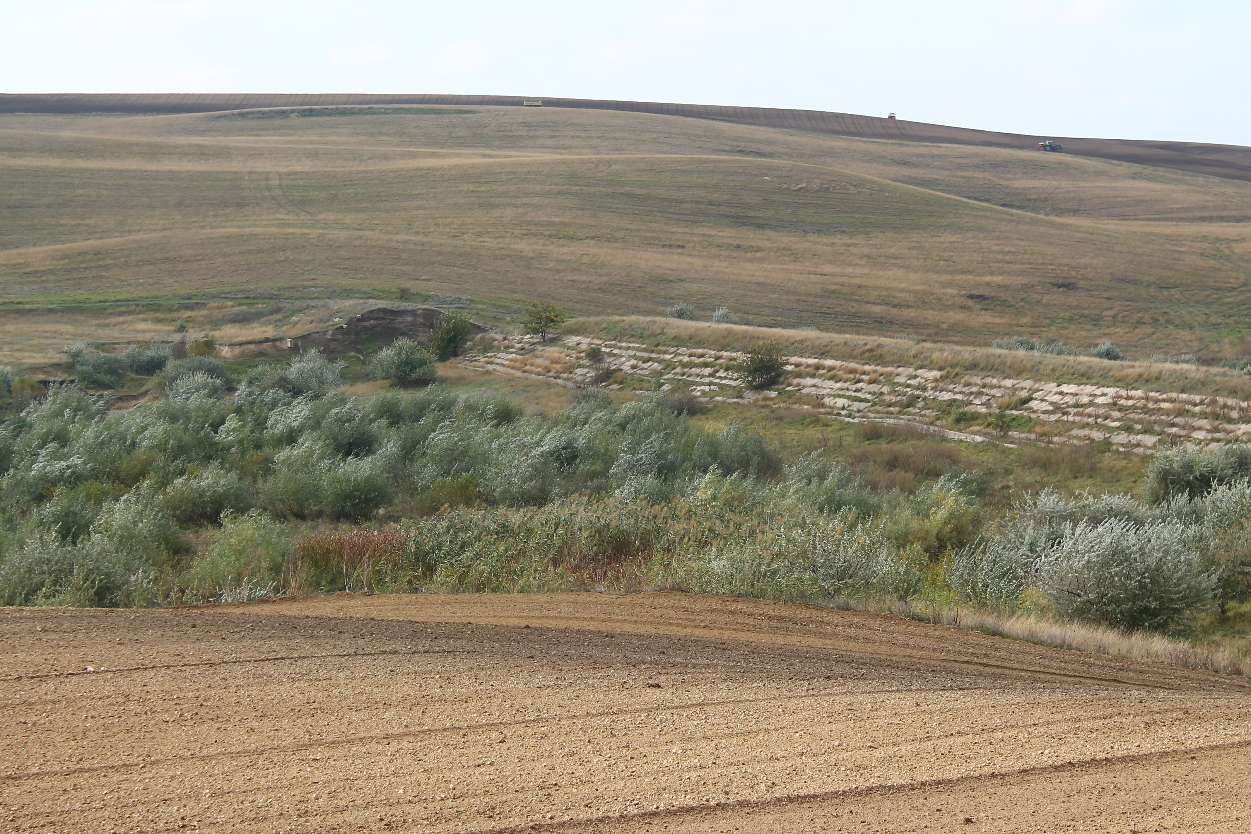 Plan de prevenire a dezastrelor la Bălăşeşti: 130 de hectare de pădure nouă