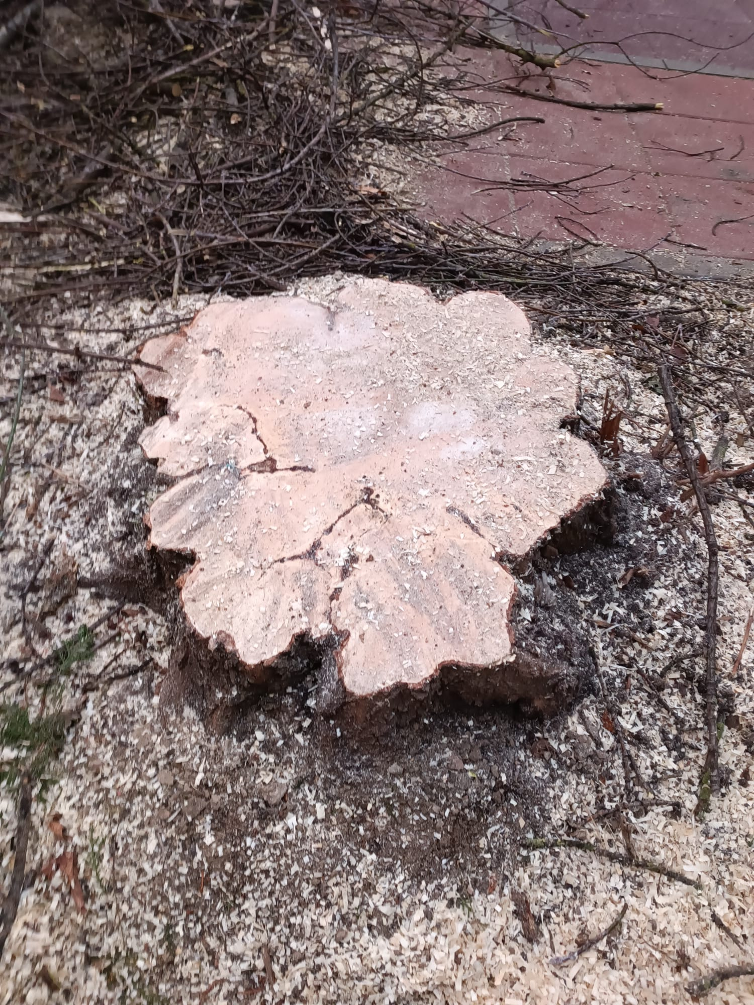 De ce au fost tăiați doi arbori pe strada Anghel Saligny