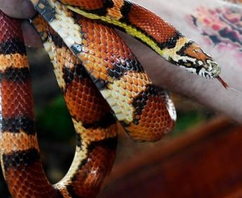 Reptile foarte periculoase, la Ştiinţele Naturii