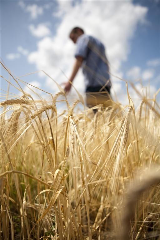Agricultura gălăţeană, de la agonie la extaz. Să vină un an îmbelşugat!