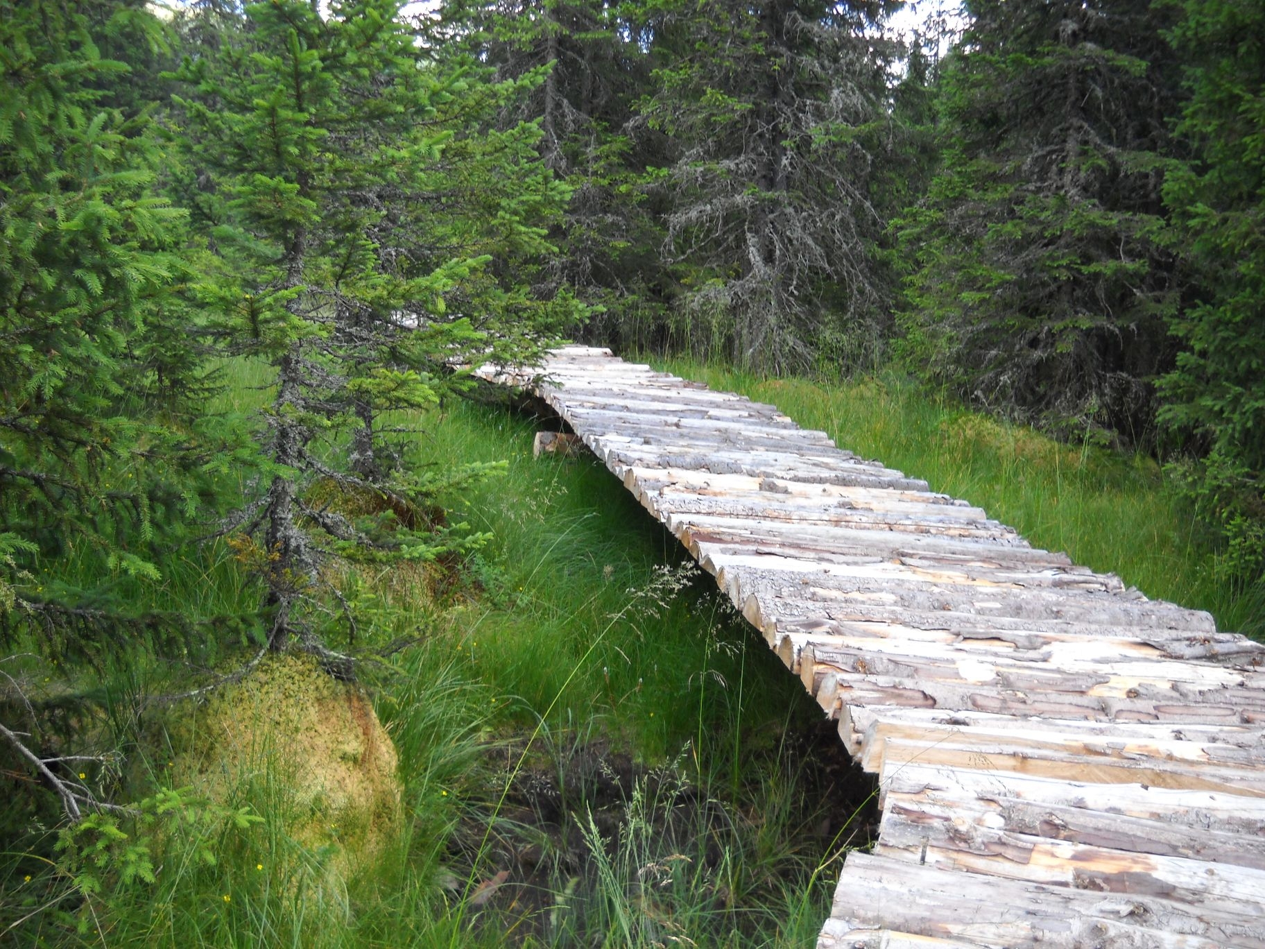 Turbăria Lăptici, Munţii Bucegi | O spectaculoasă mlaștină aflată la o înălțime de aproape 1500 de metri