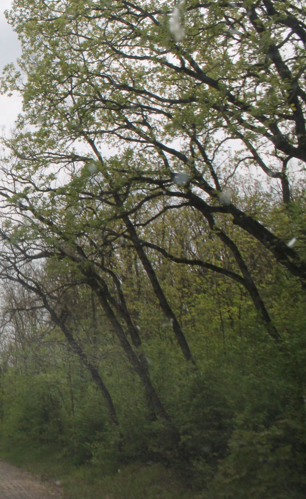ARBORI TĂIAŢI în Pădurea Gârboavele. În locul acestora se vor PLANTA sălcii, papură şi stuf