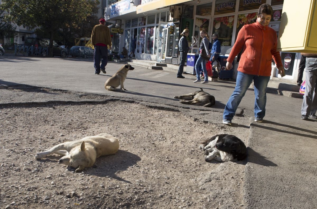 JUNGLA din Micro 13 B şi Micro 39 C - LOCURI DE PARCARE lipsă şi CÂINI COMUNITARI (FOTO)