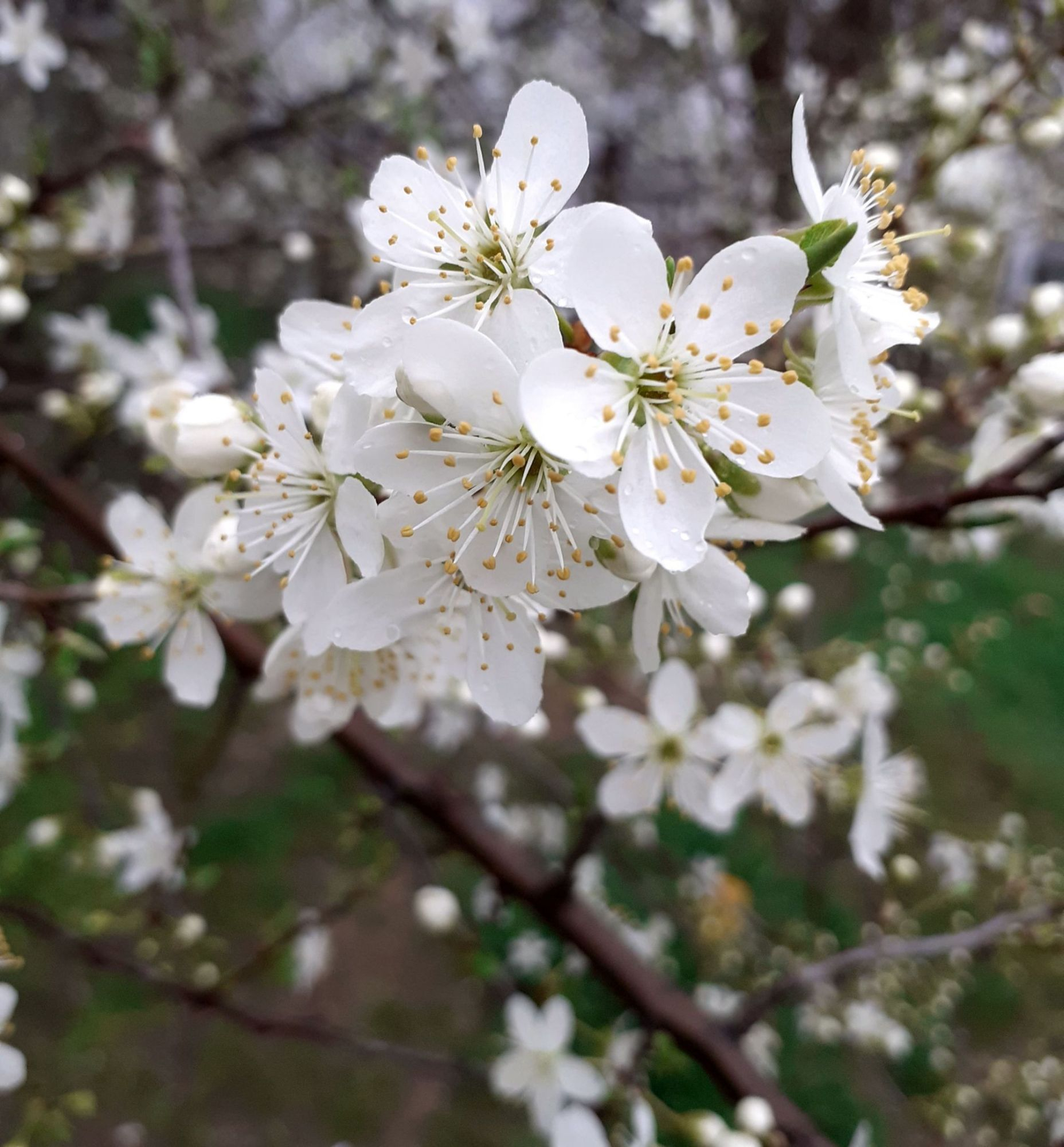 ASTĂZI (colind de Paști)
