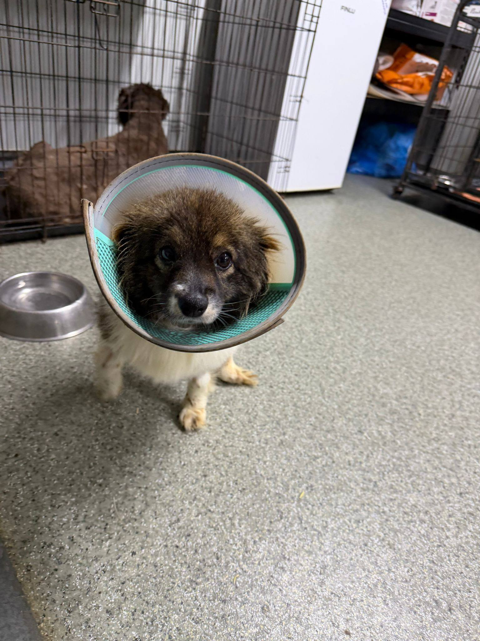 Lecţie de supravieţuire de la Şoricel. Cine îi dăruieşte o familie?