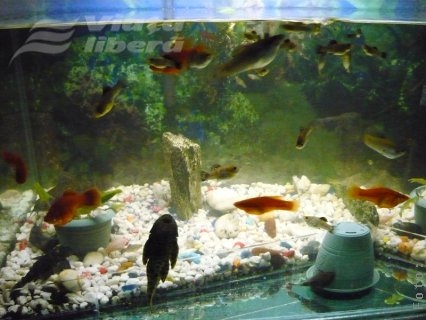 În ce ape se scaldă peştii