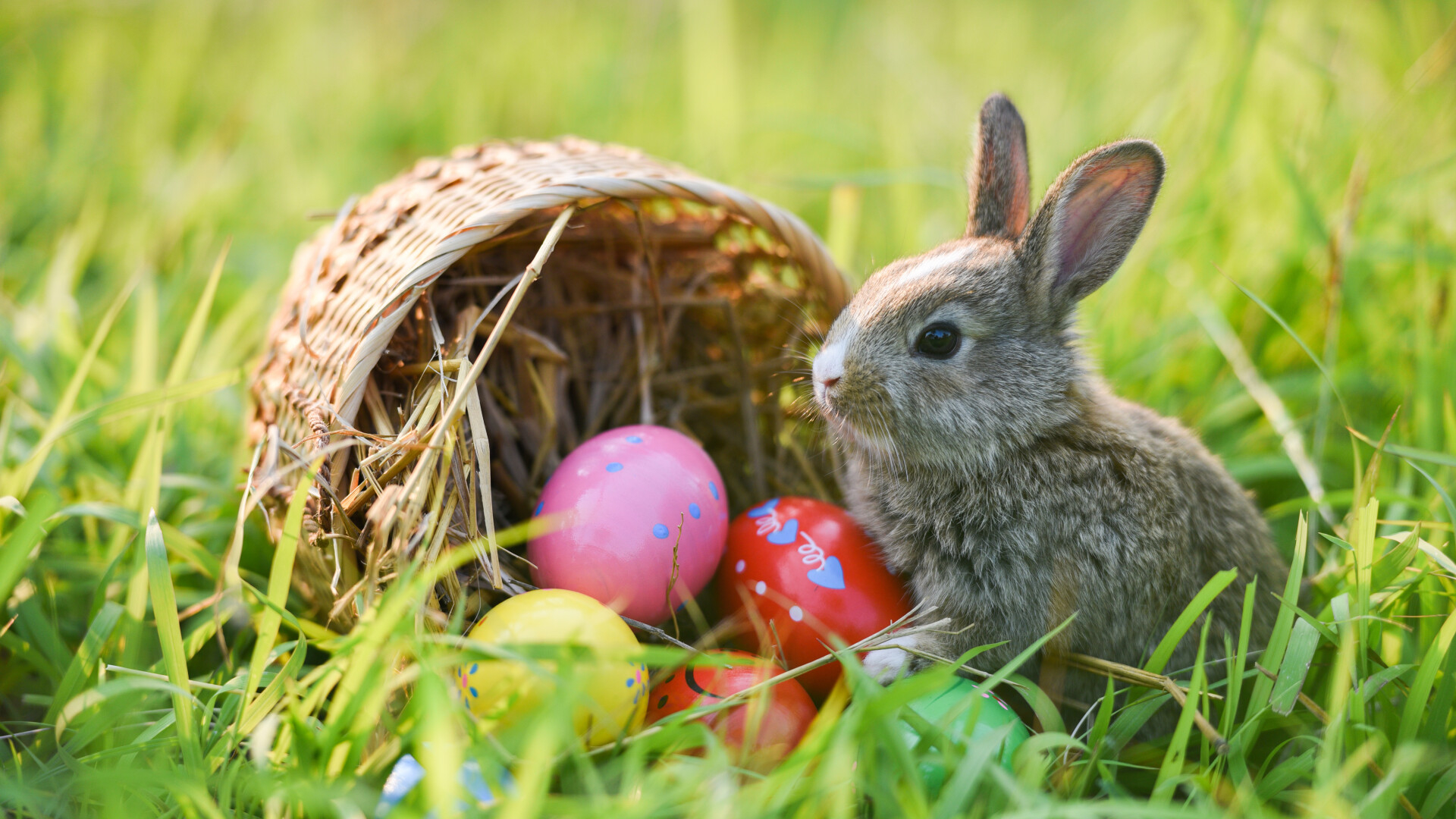 Iepurașul de Paște, lovit de „trenuleț” la Galaţi. Prime, ajutoare sociale și multe calcule