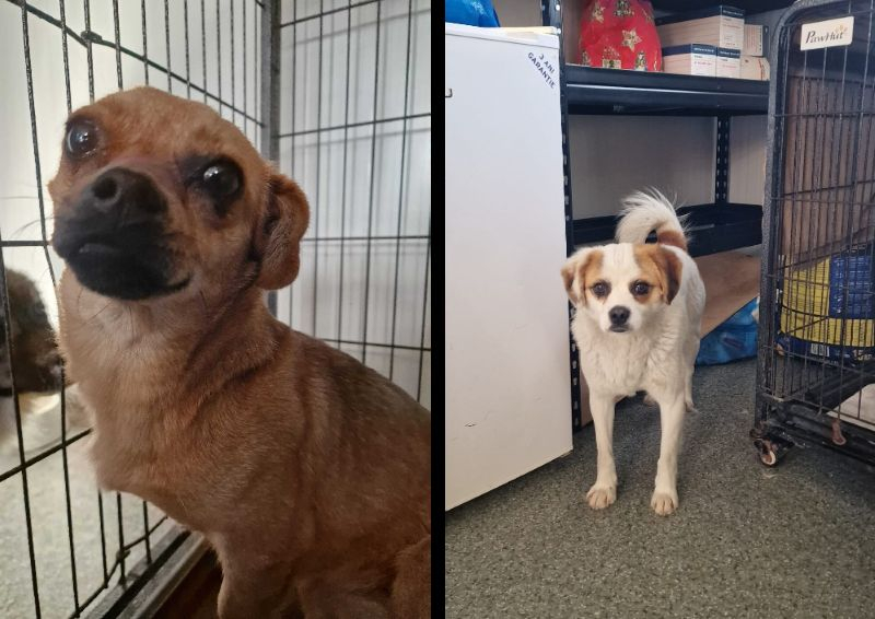 Au supravieţuit pe stradă, iar acum îşi caută familii.Şcoala iubitorilor de animale