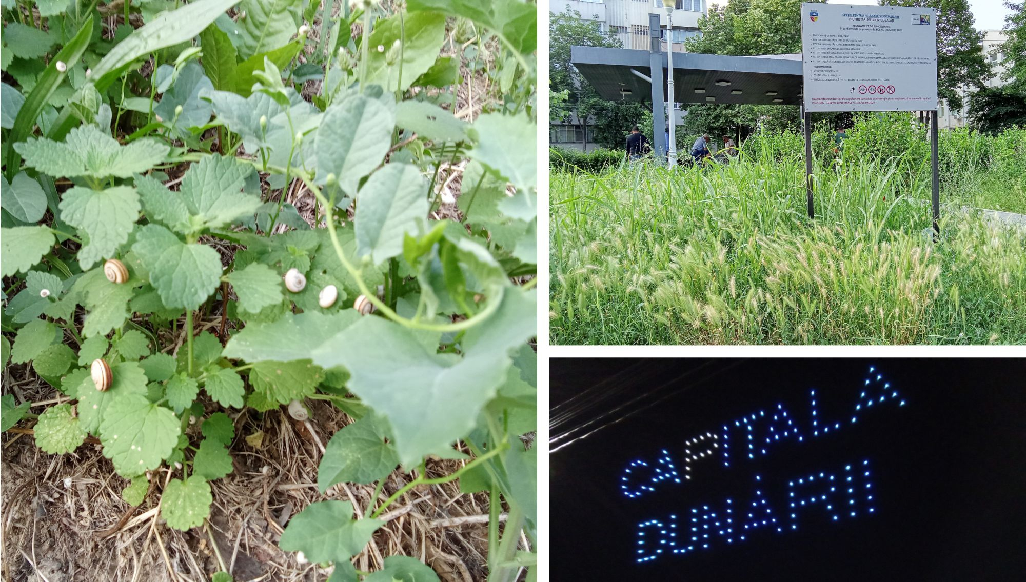 Galaţi, capitala melcilor