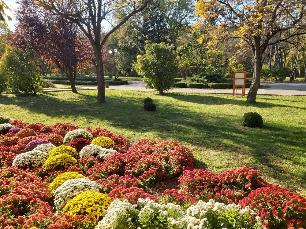 Crizantemele fac încă spectacol la Grădina Botanică (foto)