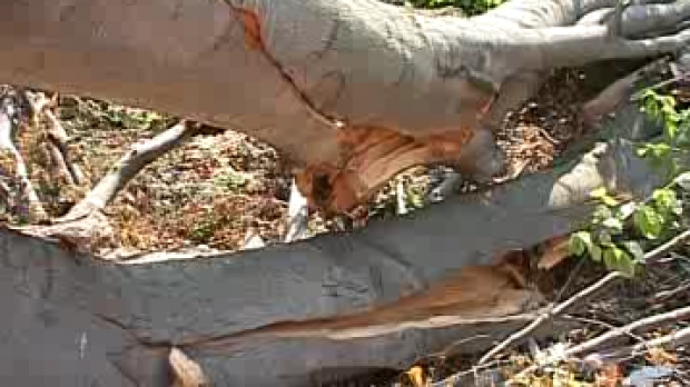 GALERIE FOTO / Bilanţ preliminar al furtunii: 16 copaci doborâţi şi 2 maşini avariate