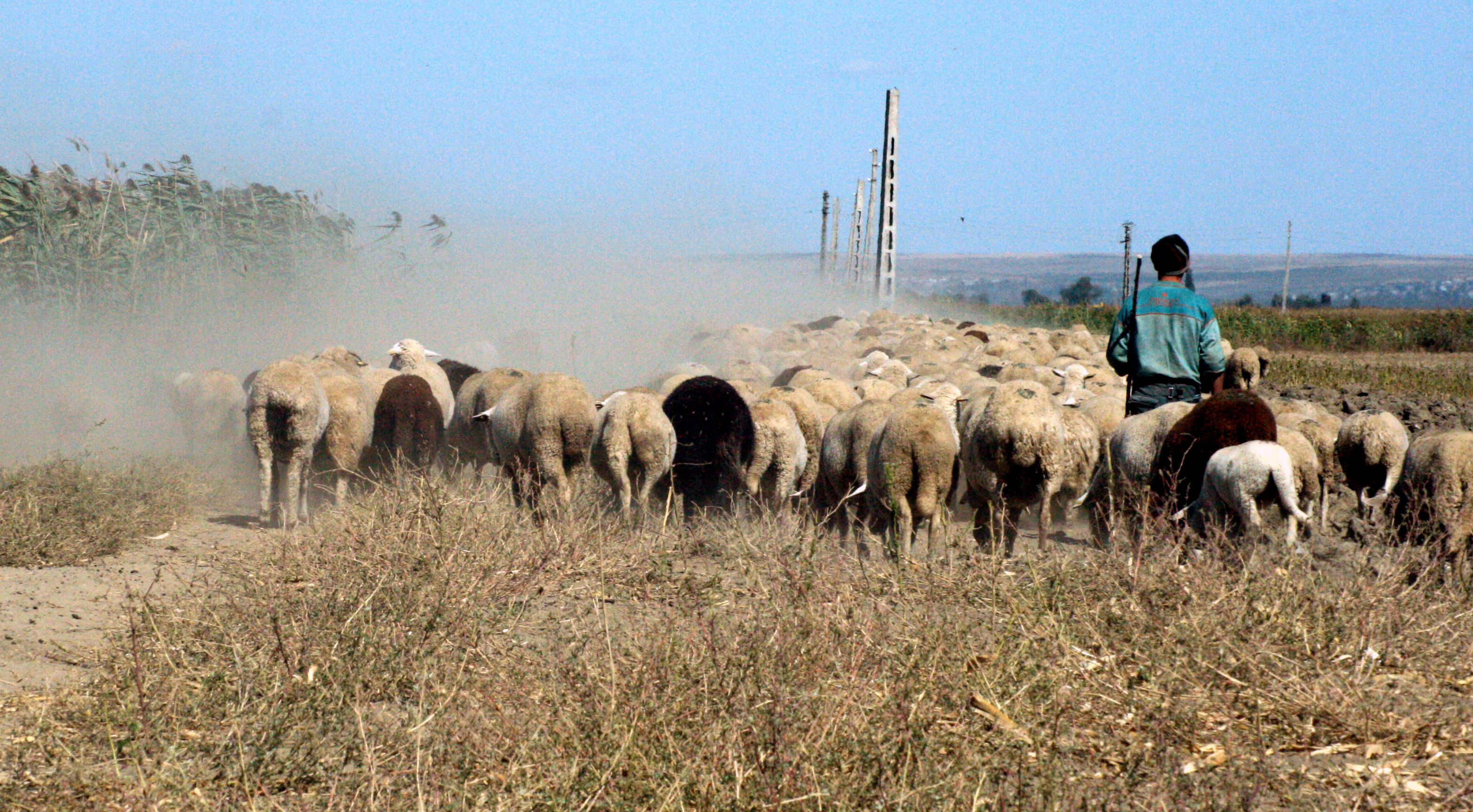 Primele măsuri împotriva oierilor-terorişti / Poliţia a pus tunurile pe cloaca de la Frumuşiţa!