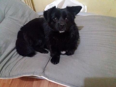 Ia acasă un căţel iubitor