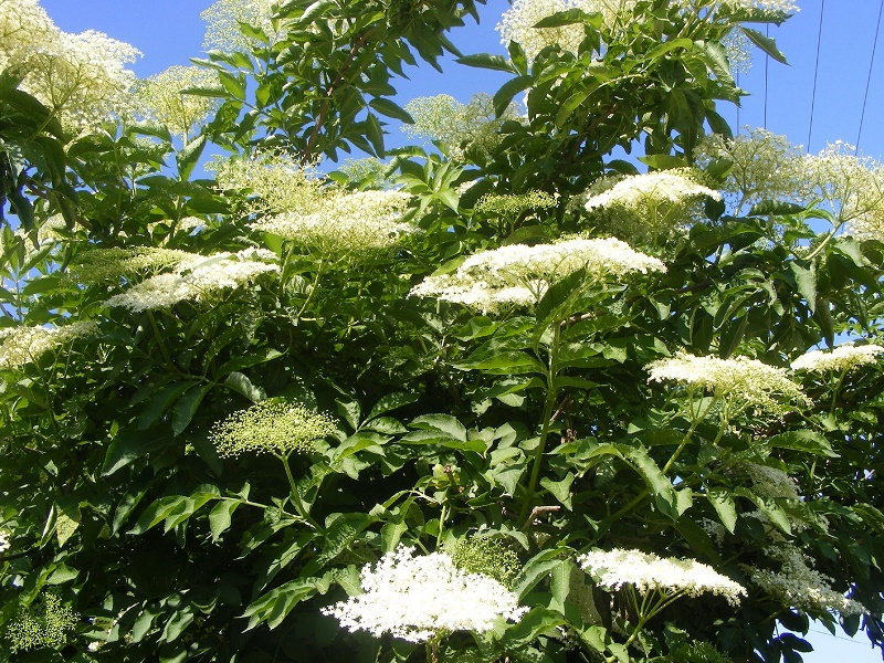 Florile de soc - comoara naturală din grădină