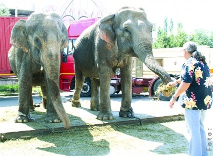 Circul Safari – astăzi, ultima reprezentaţie în Galaţi