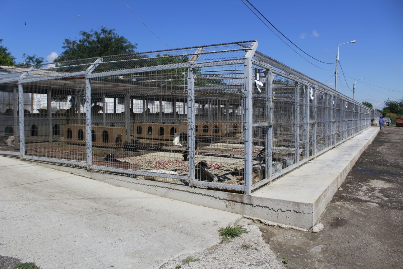 150.000 de lei din bugetul local/ Padocul de câini al Ecosalului, aproape la capacitate maximă