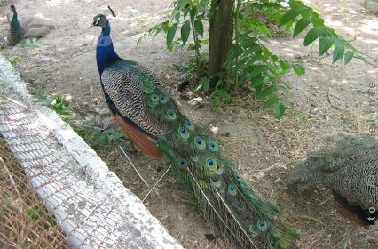 Două oferte la acelaşi preţ