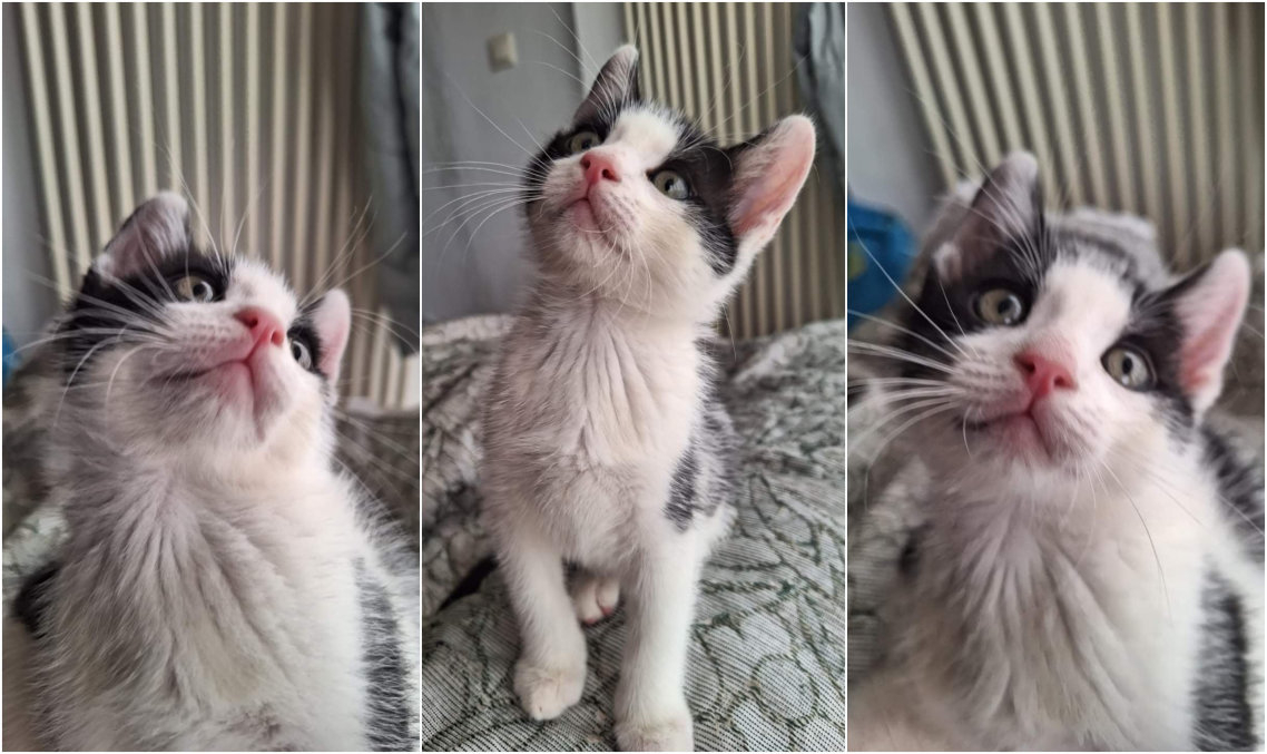 Cine îl ia acasă pe motănelul Lucas?