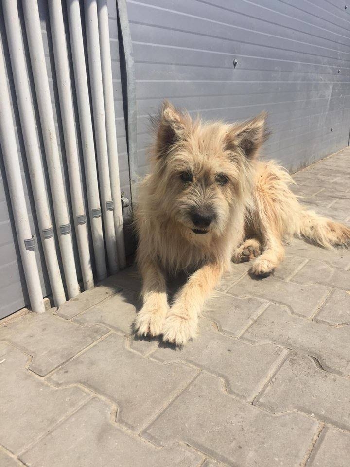 Gratuit, în Braniştea | Campanie de sterilizare pentru animalele cu şi fără stăpân