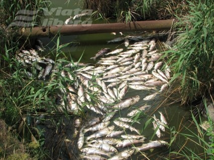 Garda de Mediu, cu ochii pe bălţile de la Vlădeşti