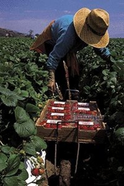 Se fac ANGAJĂRI prin EURES. Peste 200 de LOCURI DE MUNCĂ, vacante