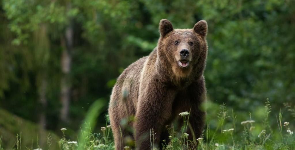 Românii, mai bine protejați în fața atacurilor urșilor