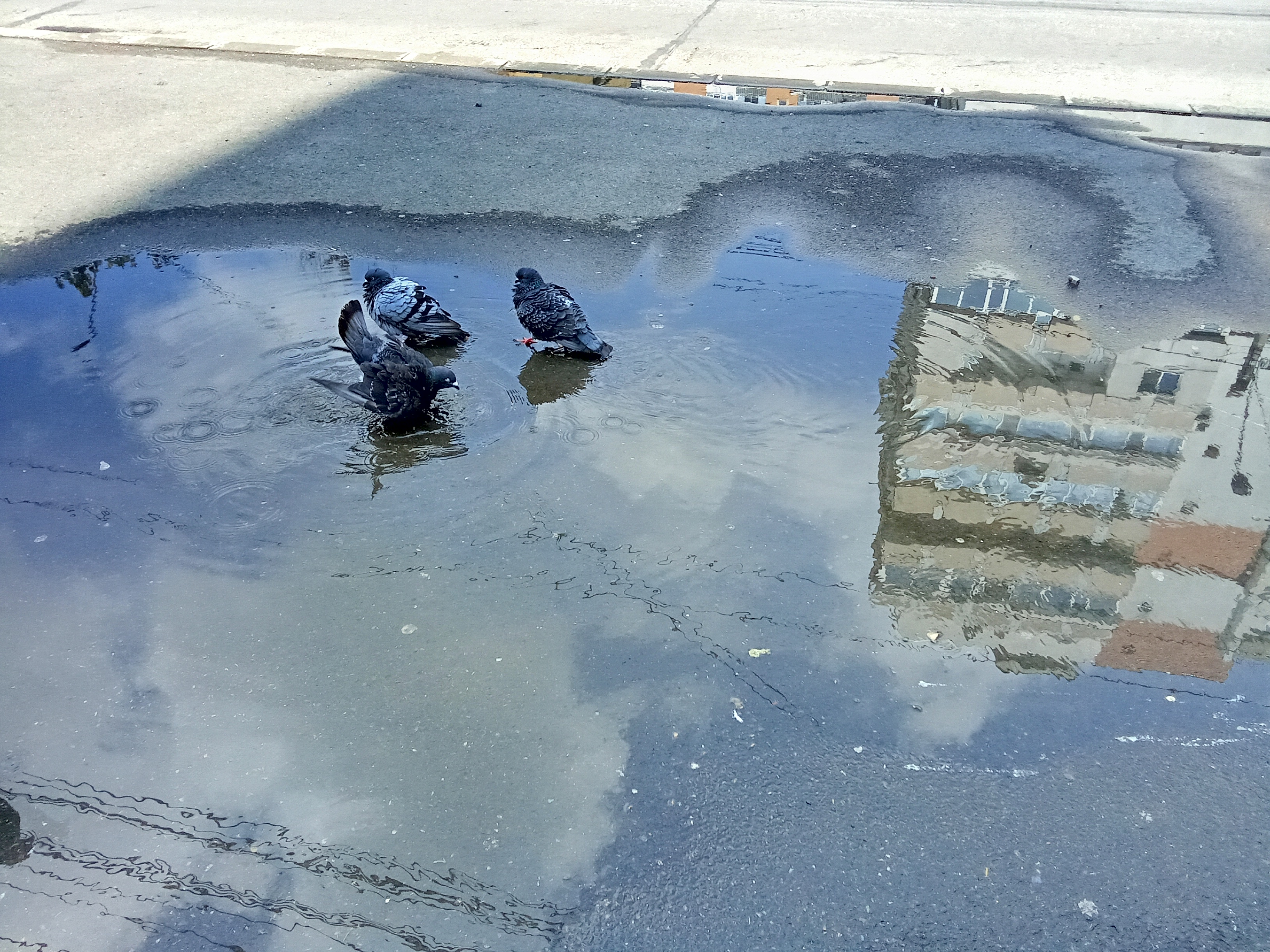 Poza zilei. Fiecare se răcorește cum poate