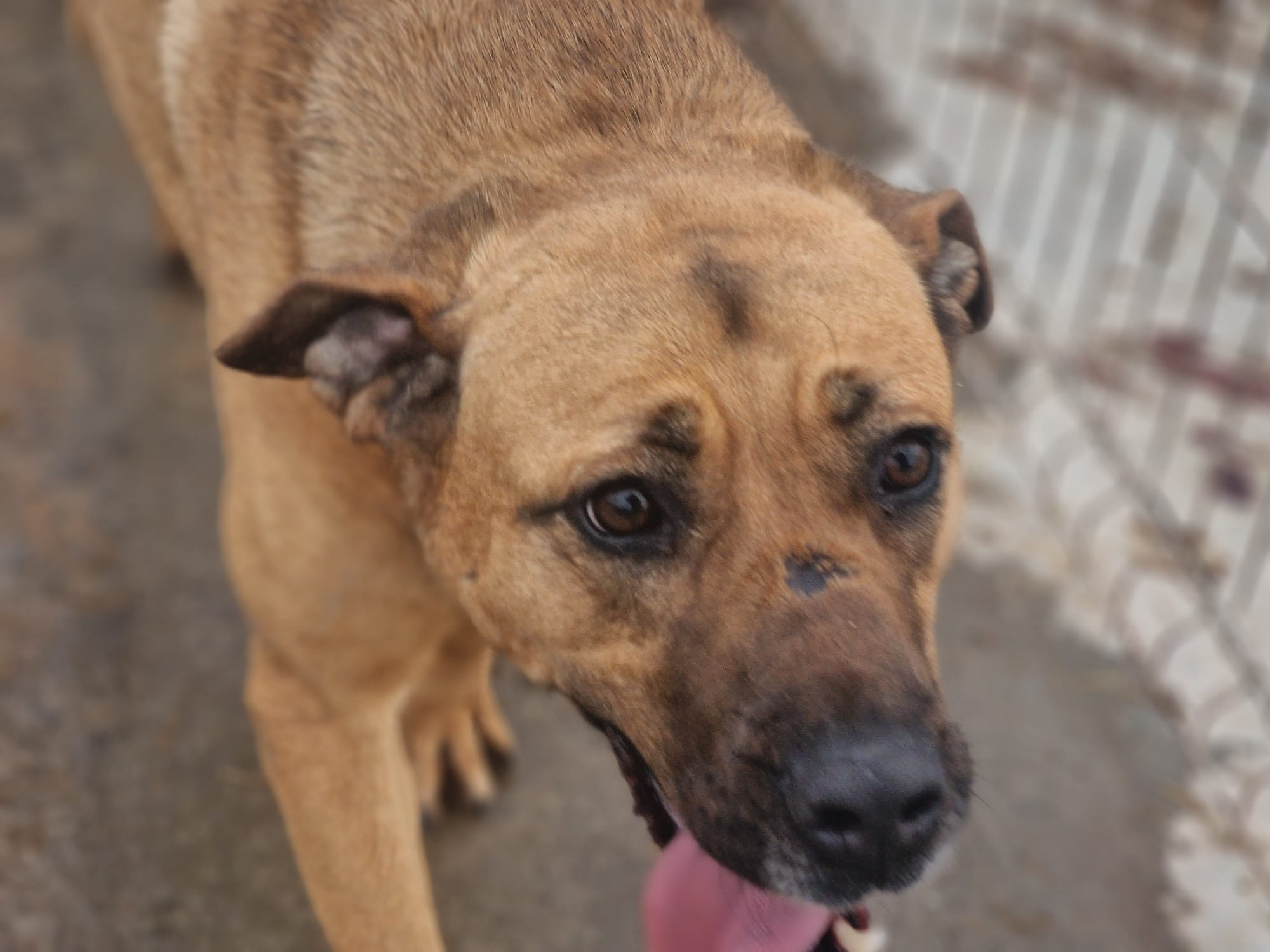 Jucăuşa Coca are nevoie de o familie cu suflet mare. Şcoala iubitorilor de animale