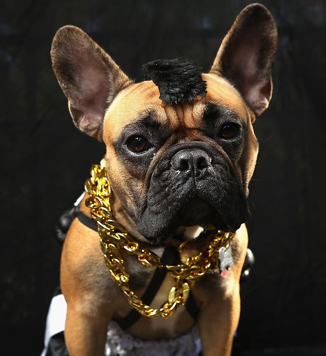 Paradă canină, sâmbăta viitoare, la Galaţi