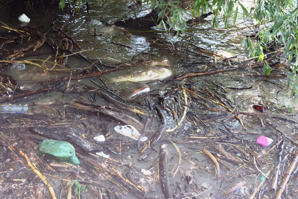 Dunărea se îneacă în GUNOAIE (GALERIE FOTO)