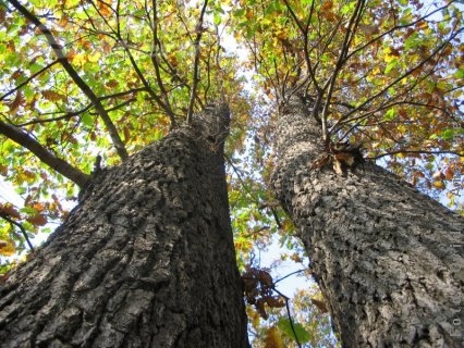 Legea junglei în pădurile gălăţene