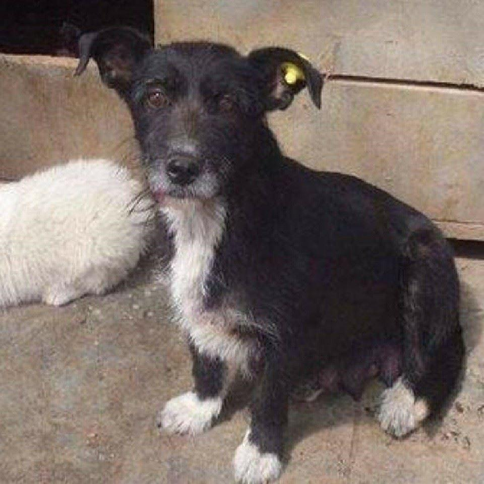 Prea puţine adopţii din padocul Ecosal