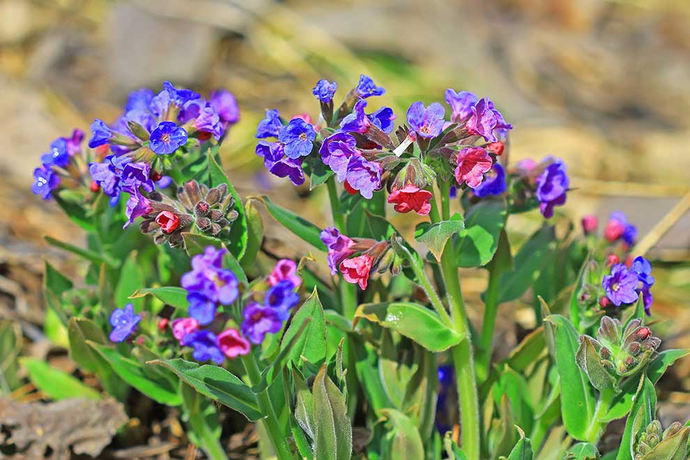 Plămânărica tratează infecţiile respiratorii