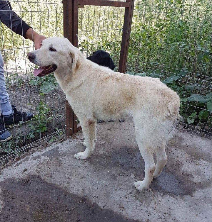 Adoptă şi tu un CĂȚEL din padocul Ecosal