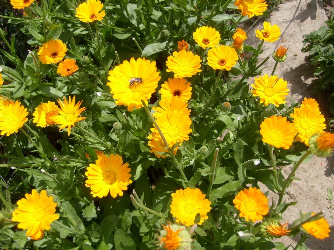 Plante medicinale cât vezi cu ochii în judeţul Galaţi