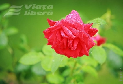 Cod galben de ploi, la Galaţi