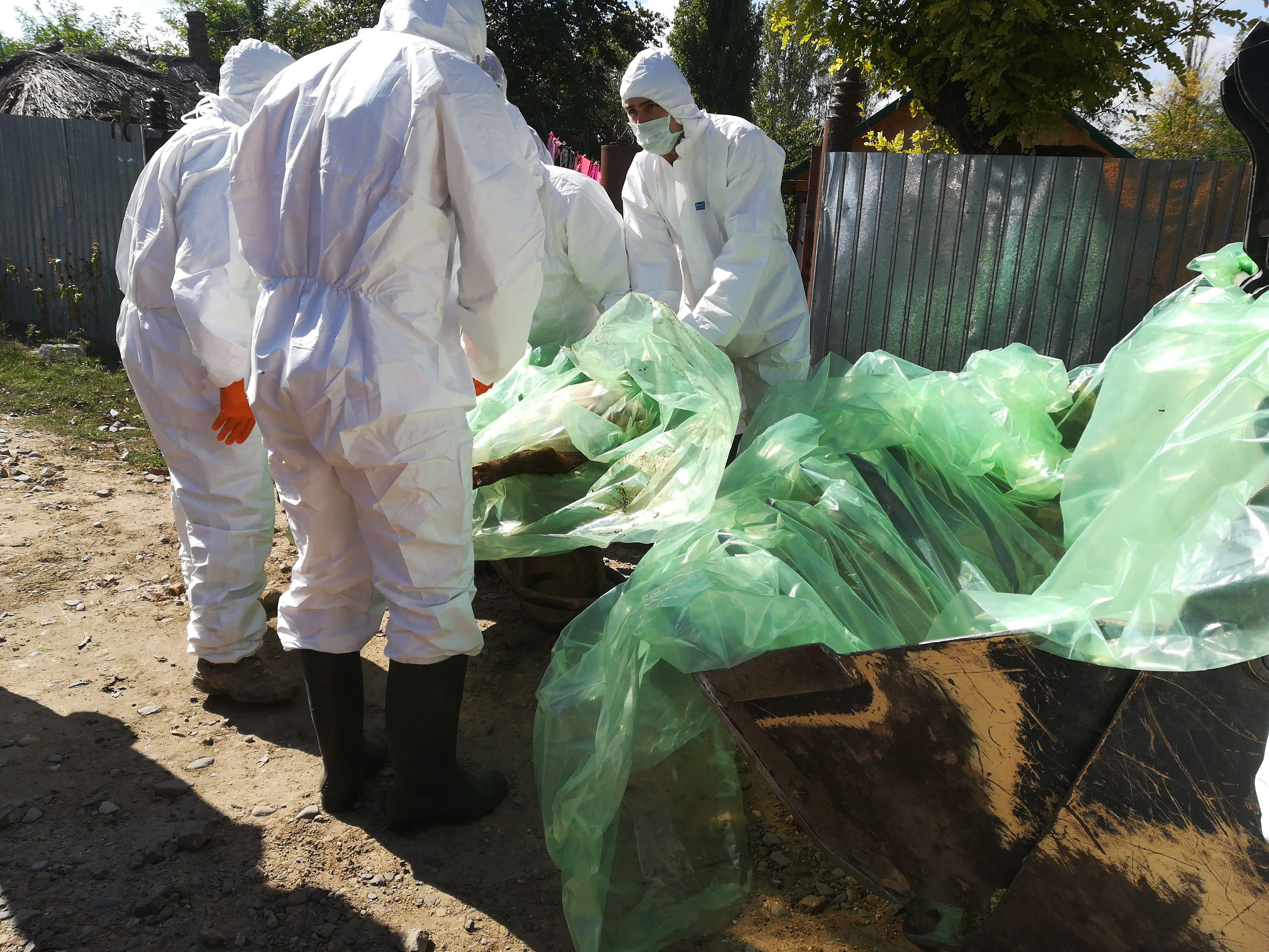 Pesta porcină a ras jumătate din porcii fermelor gălățene