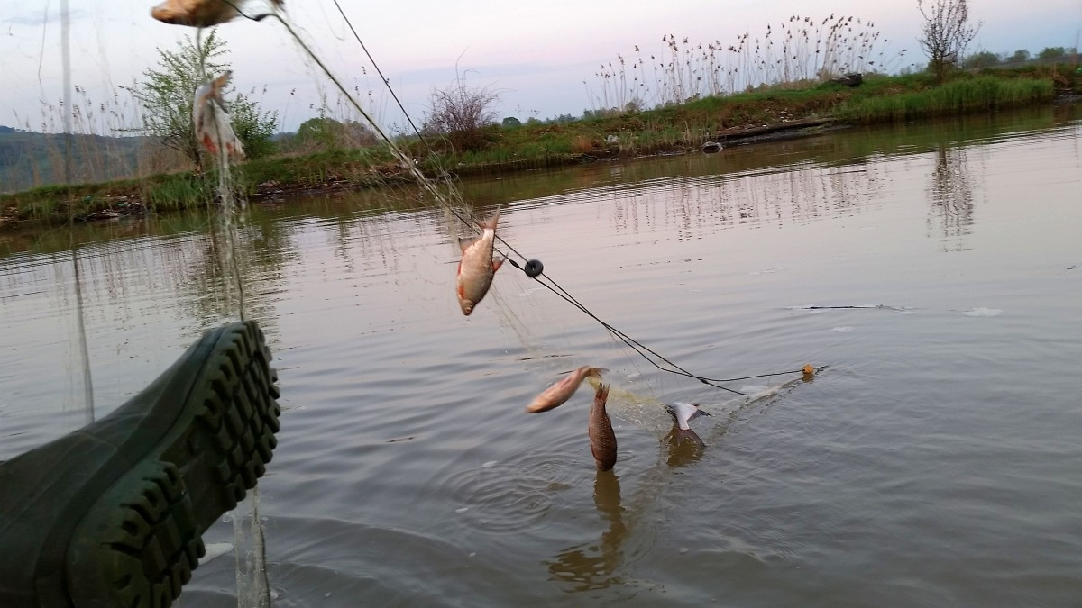 Braconierii au atacat din nou balta Lozova