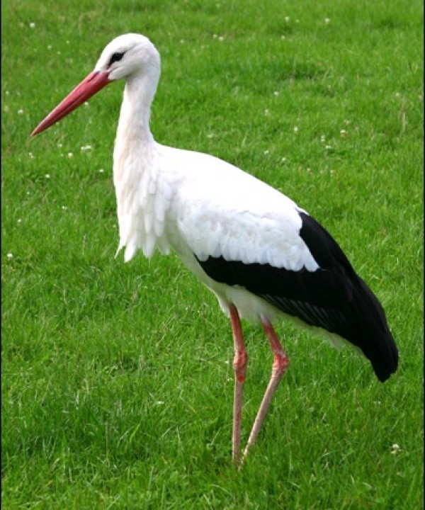 Proiect educaţional „Vestitorii Primăverii”, la Muzeul de Ştiinţe