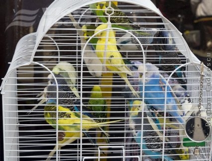 Din Piaţa Centrală se aude glasul Africii 