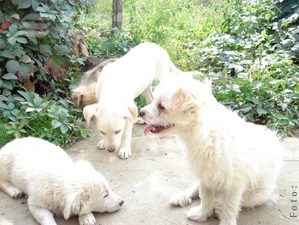 Doi la sută pentru o viaţă de câine