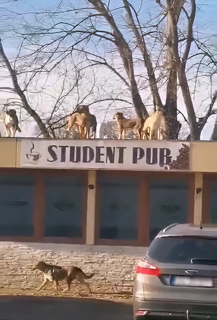 Poza zilei. Dulăii din campus, o nouă trupă de mare impact (video)