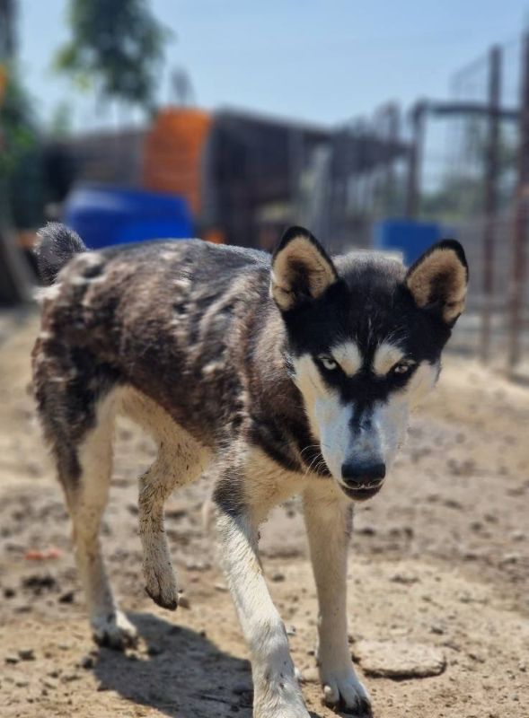 Sasha, frumoasa abandonată care are nevoie de oameni. Şcoala iubitorilor de animale