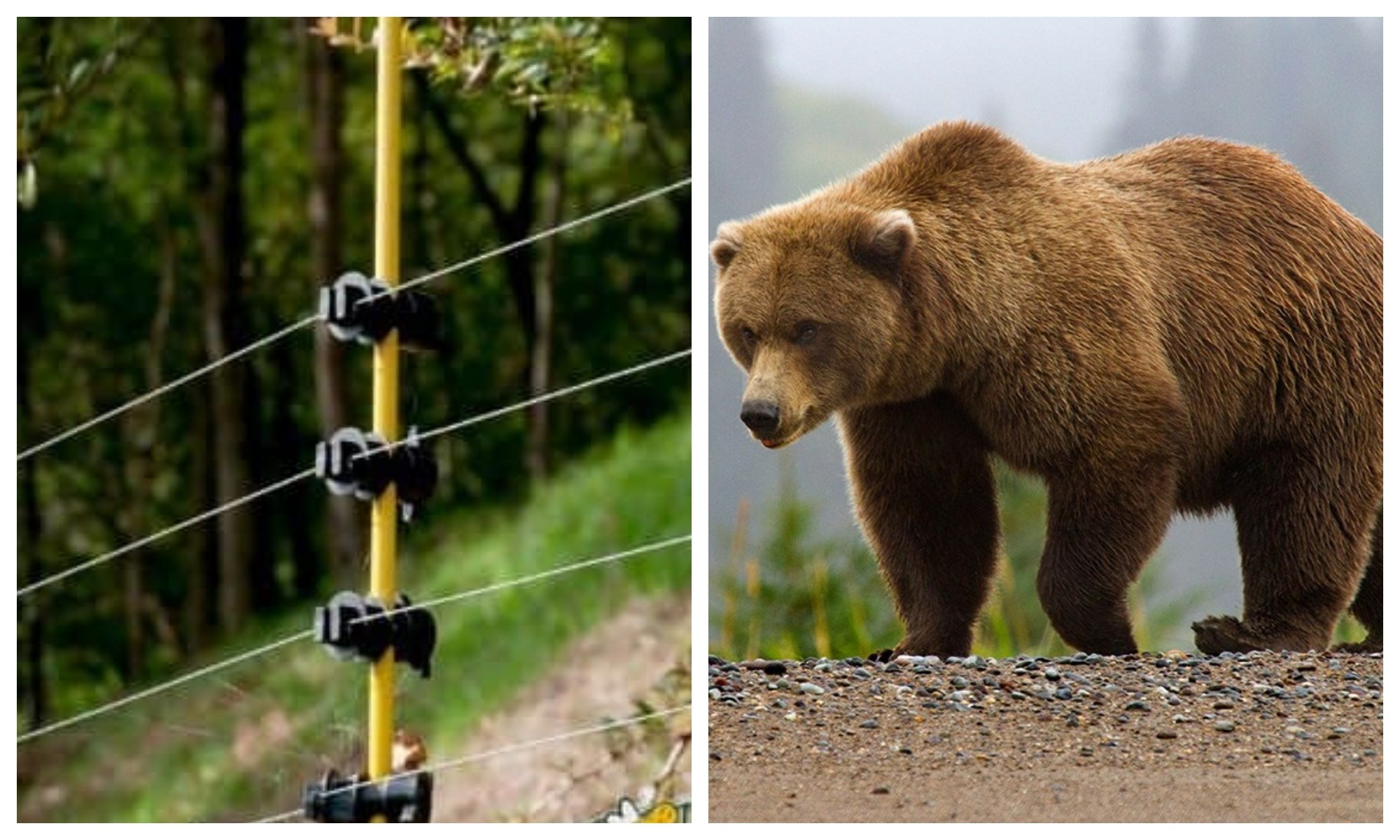 Gardurile electrice, noua armă împotriva urșilor