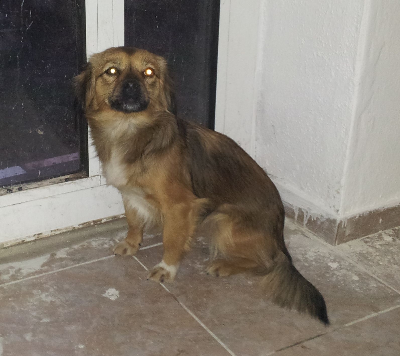 O fi pierdut-o Moş Nicolae? Căţeluşă găsită în Micro 17