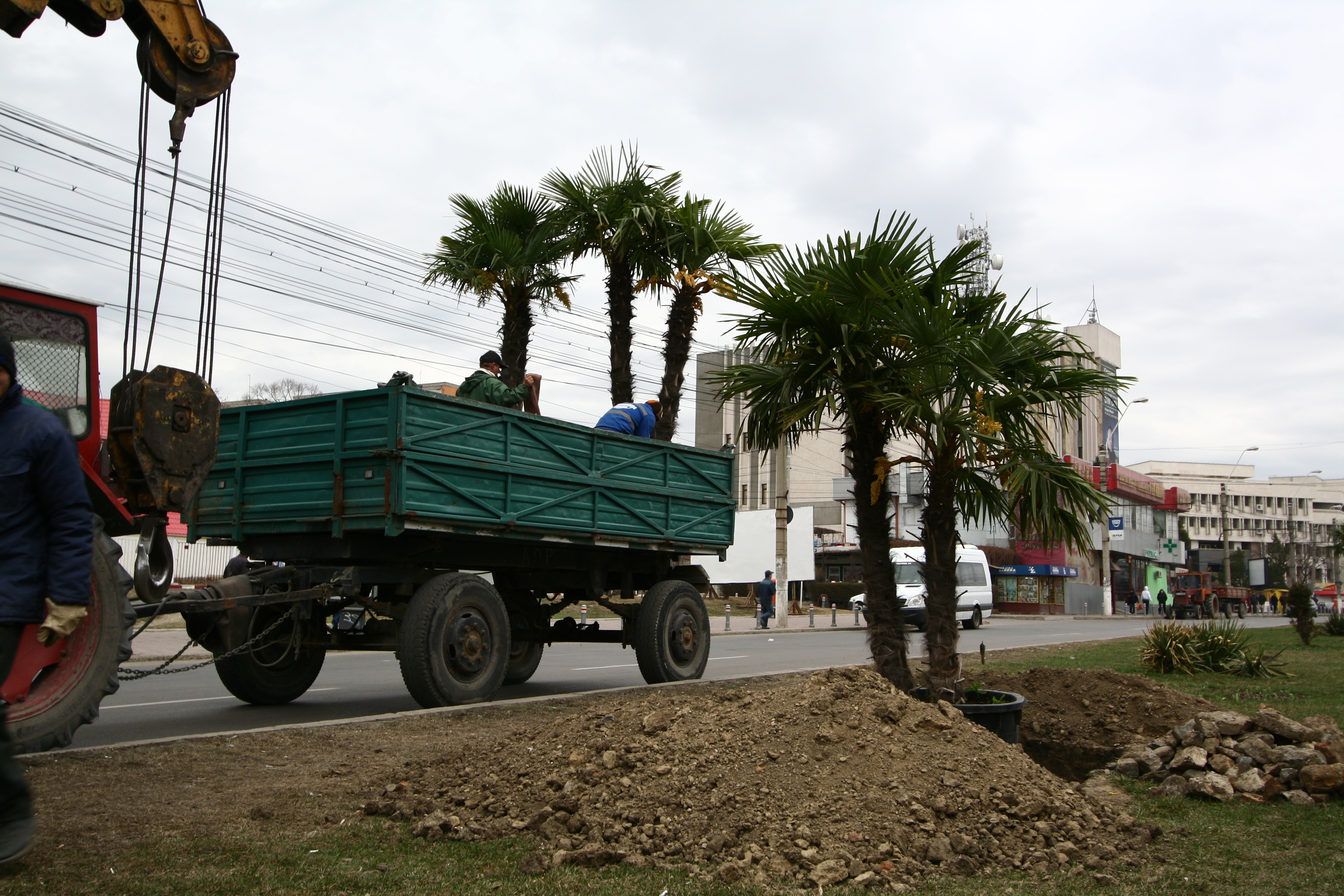 Răsar palmieri pe Brăilei - Galaţiul redevine oraş exotic!