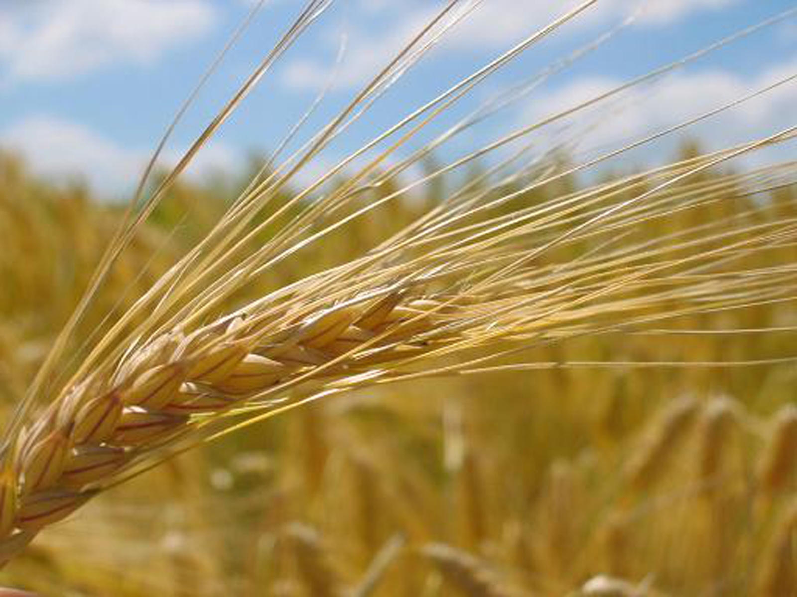 Războiul grâului de la Bălăşeşti. Cum să pierzi un milion de dolari