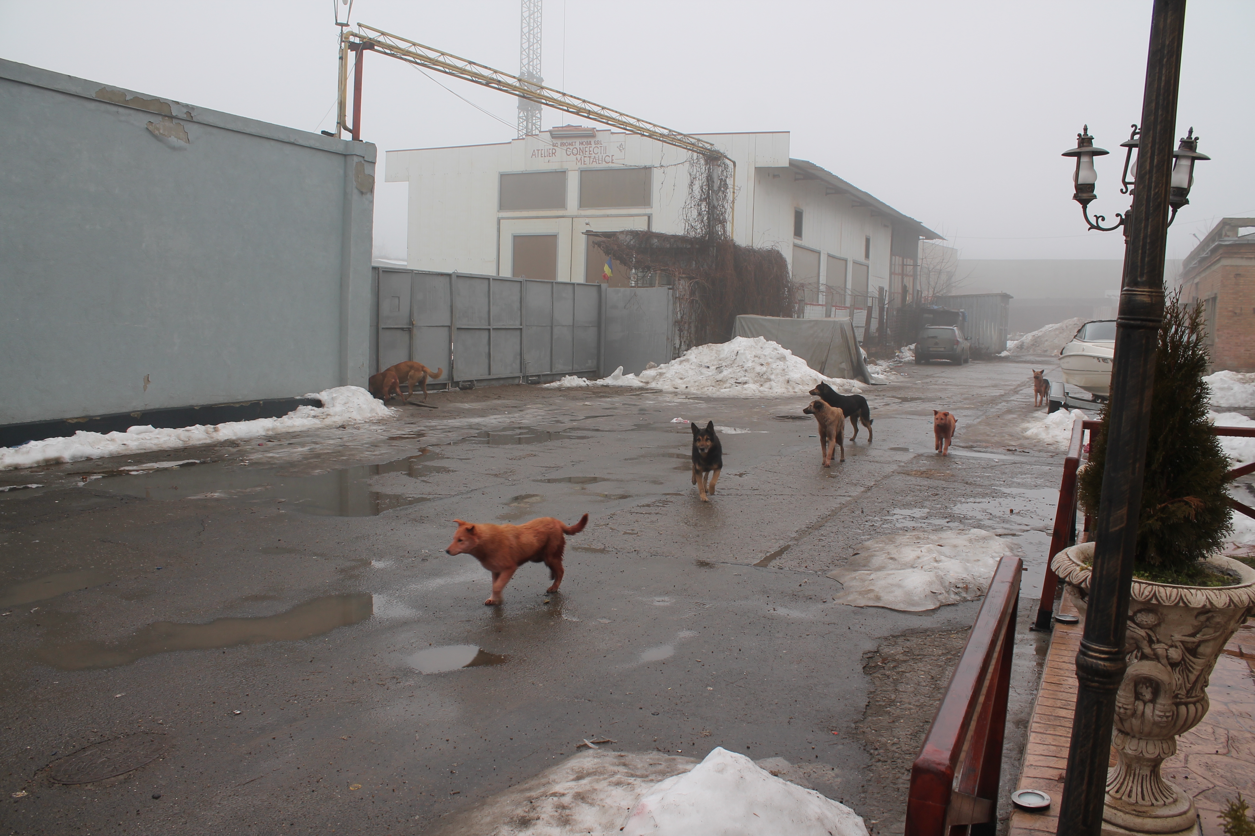 CÂINII nimănui TERORIZEAZĂ trecătorii. ECOSAL le vine oamenilor în ajutor