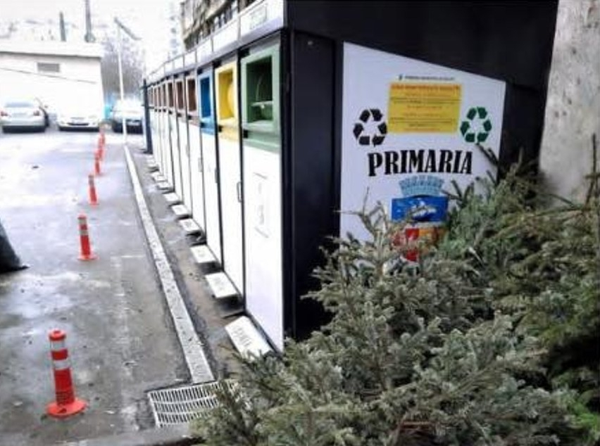 Cum scăpăm regulamentar de brazii de Crăciun