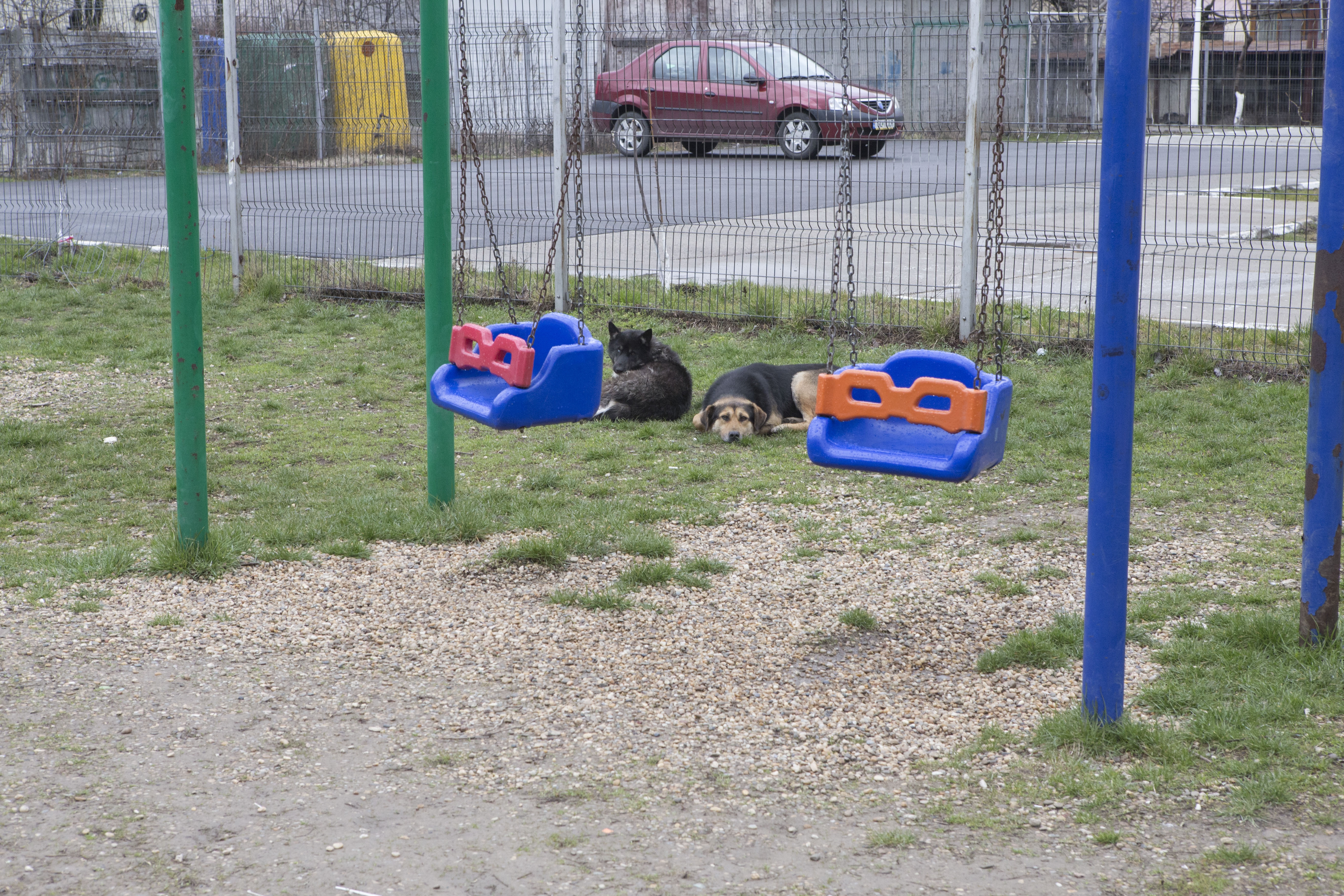 Câini fără stăpân şi stăpâni fără bun-simţ într-un cartier al Galaţiului